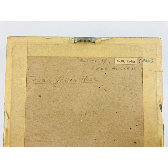 JAPANESE BUTTERFLY PAPILIO XUTHUS FRAMED DRIED TEXAS YELLOW ROSE Flower Framed - Picture 8 of 16